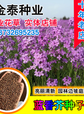 蓝香芥种子蓝色油菜花欧亚香花芥花易种花籽庭院四季易活景观花海