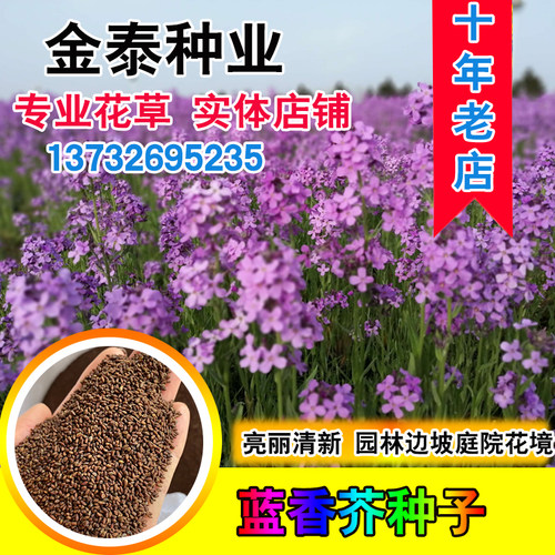 蓝色欧亚四季易活景观花海种子
