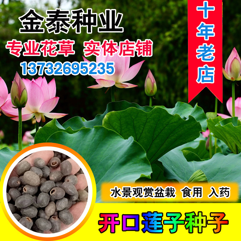 开口荷花种子四季迷你水培植物绿植盆栽非睡莲非碗莲种子套餐