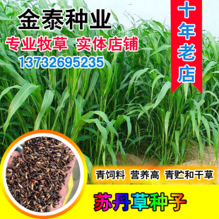 苏丹草种子 牧草种子多年生鲁梅克斯四季新型高丹草种子