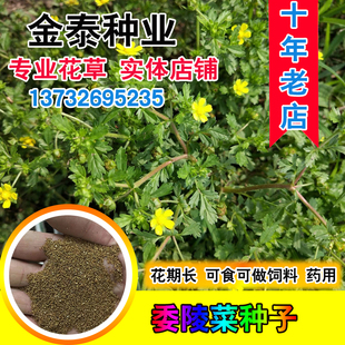 委陵菜种子 阳台庭院盆栽室内四季易种花籽景观花海地被花卉种子