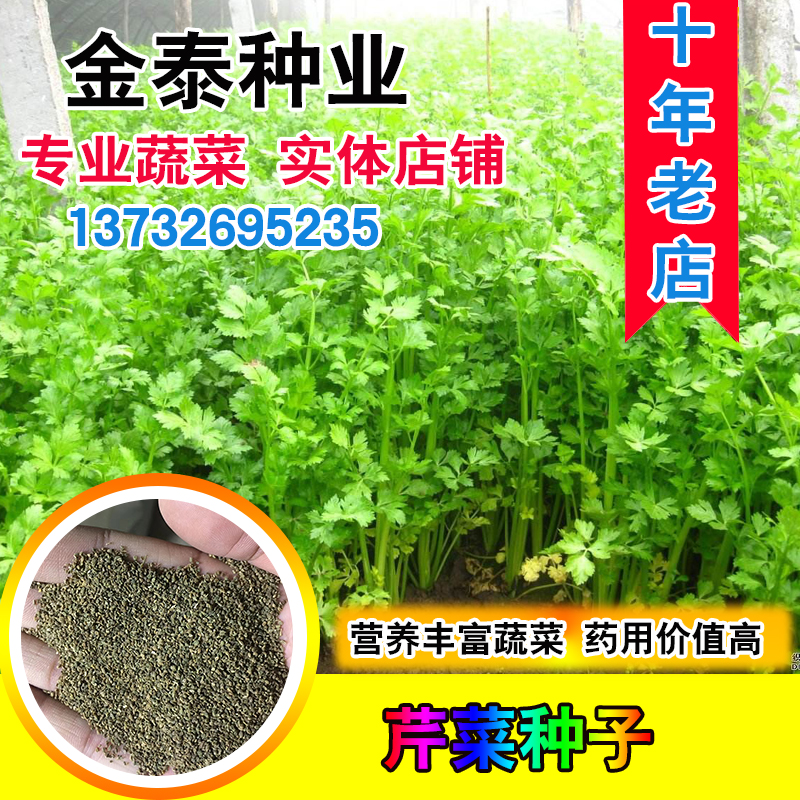 芹菜种子大叶旱芹香芹美国西芹本芹四季小香芹白芹四季播药芹种籽