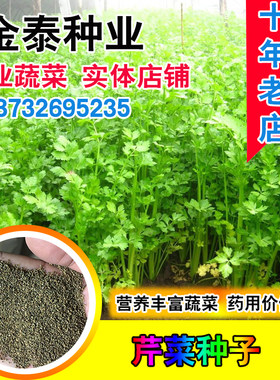 大叶美国四季芹菜种子