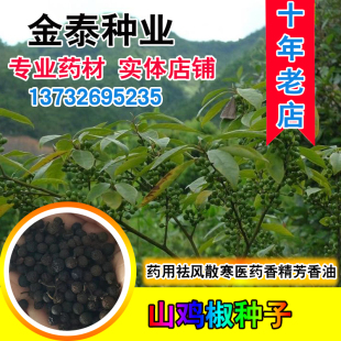 毕澄茄种子澄茄子山苍子大木姜子木香子油用香精荜澄茄山鸡椒种籽