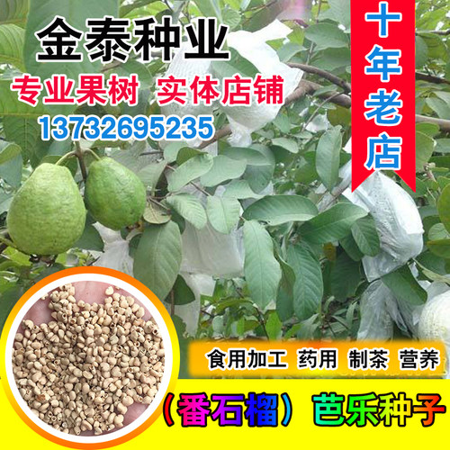 木头珍珠水果番石榴种子