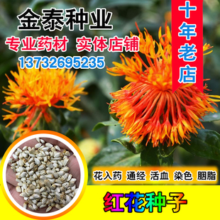 特价药材红花种子红蓝花刺红花新疆草红花白平子可搭艾叶泡脚包茶