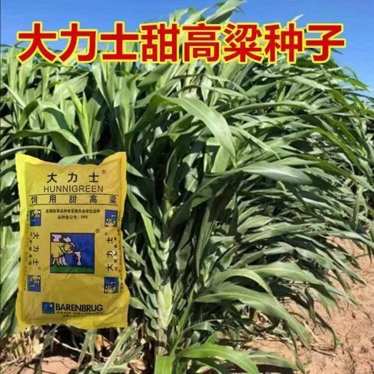 大力士甜高粱种子 正宗荷兰百绿集团进口牛羊鱼青贮 饲用牧草种籽