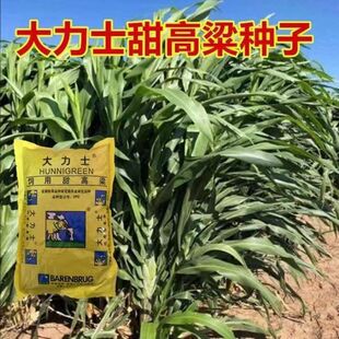 大力士甜高粱种子 正宗荷兰百绿集团进口牛羊鱼青贮 饲用牧草种籽