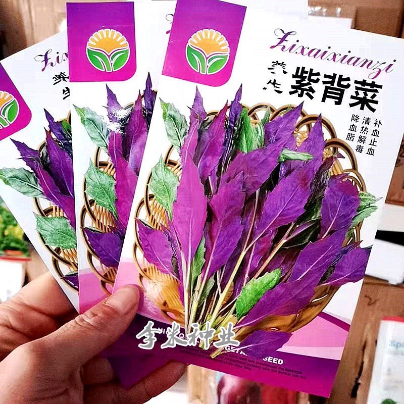 补血紫背菜种子红番苋菜种籽红背菜阳台盆栽特色蔬菜种孑春秋季播