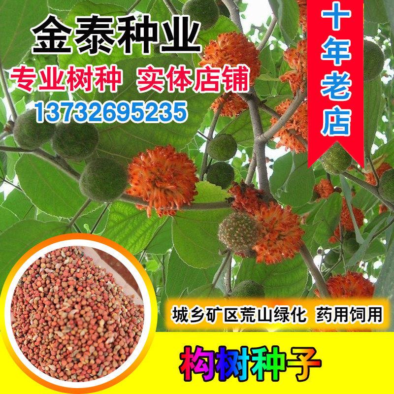 构树种子杂交构桃树沙纸树构乳树楮树楮实子谷木谷浆树矿荒山绿化
