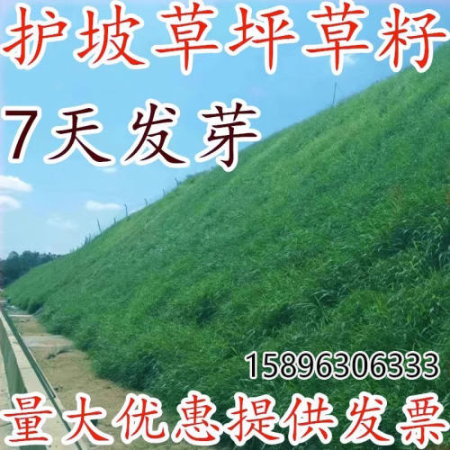 草坪种子美国四季青剪股颖