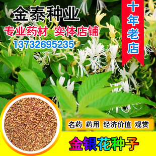 播忍冬种子名贵药材寒气芳香易籽 金银花种子花卉家庭阳台盆栽四季