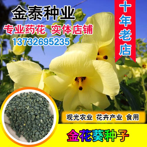 金花葵种子菜芙蓉无限观光野芙蓉