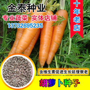 散装胡萝卜种子黄萝卜非转基因秋冬番萝卜四季蔬菜菜籽子老品种孑