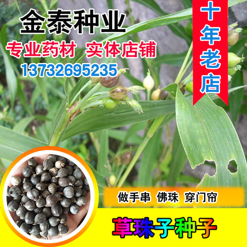 薏苡玩耍散珠手串手链门帘种子