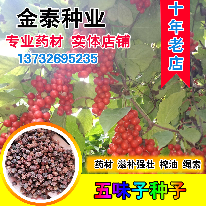 中药材盆栽四季易活种子价值高