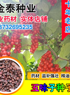 中药材盆栽四季易活种子价值高