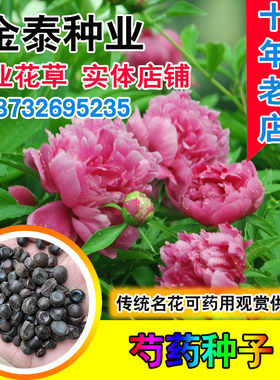 夏季青羊红药白芍种子