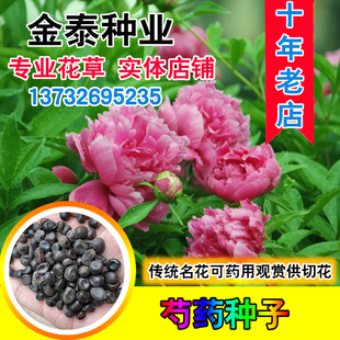 夏季芍药种子 赤芍种子 白花芍药 青羊参 红药 白芍种子 四季