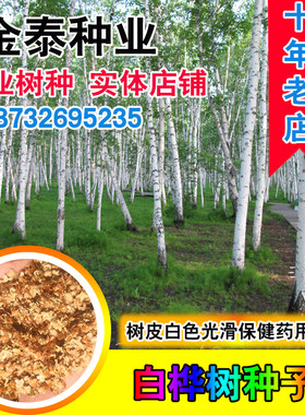 白桦树种子 白桦种子 粉桦 桦皮树 桦树种子 桦木 桦皮树种子