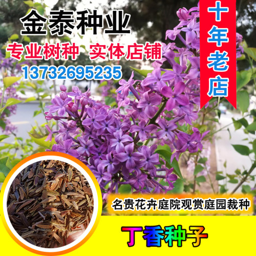紫丁香种子 丁香树种子耐寒树种  白丁香小叶暴马丁香花种子