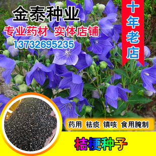 桔梗种子药材药食两用包袱花铛花僧帽花狗宝菜多年生桔梗花种籽