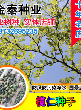 非洲雨伞树细叶小叶榄仁树种子
