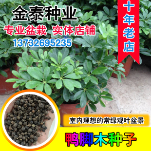 散装野生鸭脚木种子鹅掌柴吉祥树鸭母树冬季蜜蜂蜜源植物家庭室内