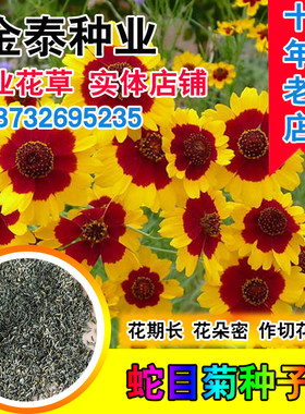 耐寒种子盆栽庭院阳台菊花籽