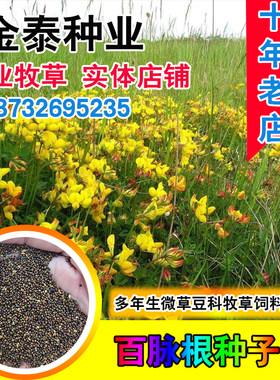 牧草种子多年生高产量护坡固土
