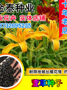大花萱草种子金娃娃萱草种籽黄花萱草种盆栽花宿根多年耐荫花种子