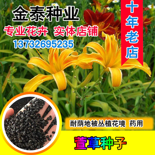 黄花宿根多年耐荫金娃娃萱草