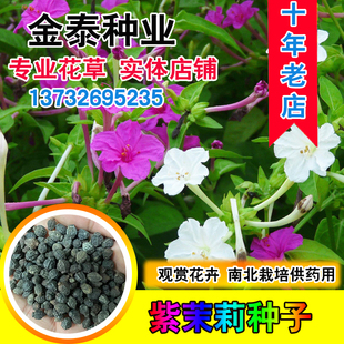 紫茉莉花种子草茉莉白茉莉地雷花夜饭花家庭阳台庭院盆栽四季播种