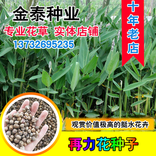 再力花种子 水生植物千屈菜花叶芦竹香蒲芦苇梭鱼草夏季常绿鸢尾