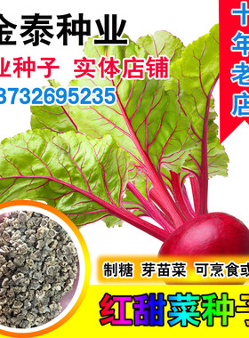 散装红甜菜根种子田菜红菜头紫红
