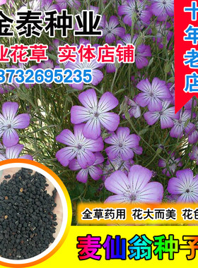 麦仙翁毒草花期长四季两侧种子