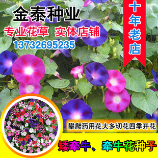 爬藤大牵牛花种子四季喇叭花混色花期长混色重瓣多色矮牵牛种子