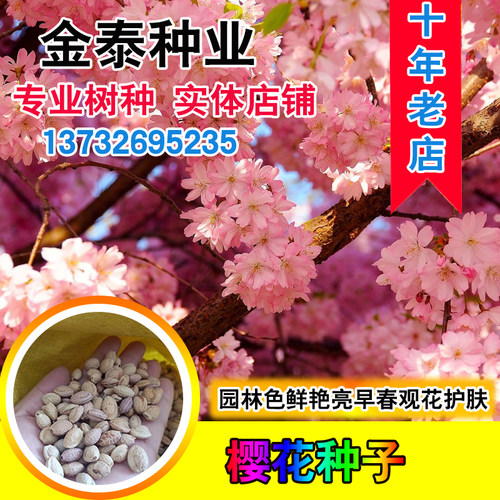樱花种子红樱抖音重瓣种籽