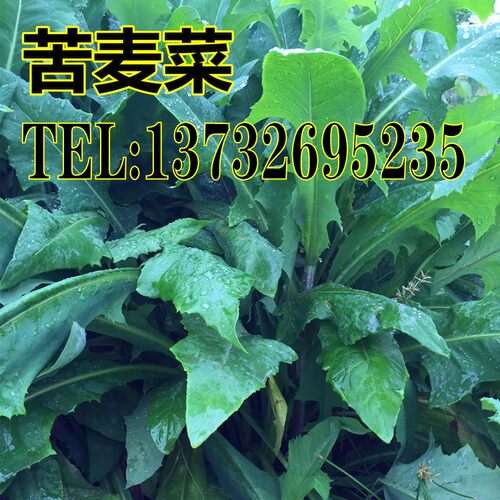 苦荬菜种子 多年生牧草 猪牛羊鸡鸭鹅苦麻菜苦麦菜苦买菜苦卖菜 - 封面