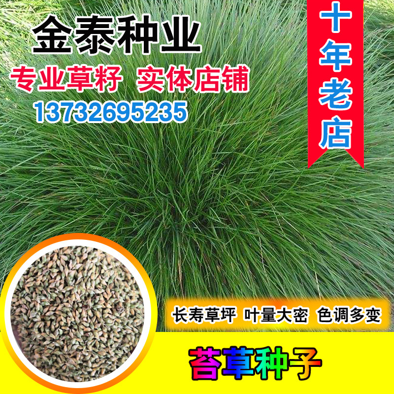 苔草种子青绿薹草种子莎草科多年生长寿草坪叶量大崂峪苔草种籽