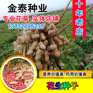 散装花生种子小粒红皮玫瑰四粒红花生绿色健康非转基因黑花生种子