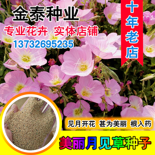 美丽月见草种子多年生花卉四季易种景区旅游花种室外夜来香花籽