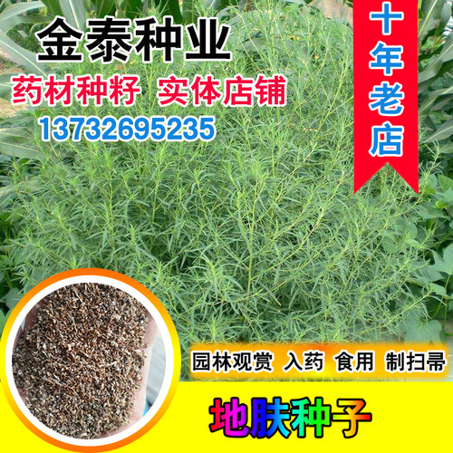 地肤种子 扫帚子笤帚药用地肤子观赏园林用途落帚地伏 铁扫把种子 - 封面