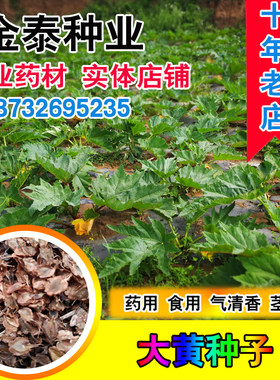 药材大黄种子马蹄大黄 药用气清香牛舌大黄火参黄良水根大黄种籽