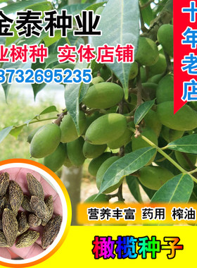 齐墩果青橄榄工艺食用油种子