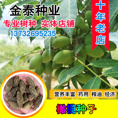 齐墩果青橄榄工艺食用油种子