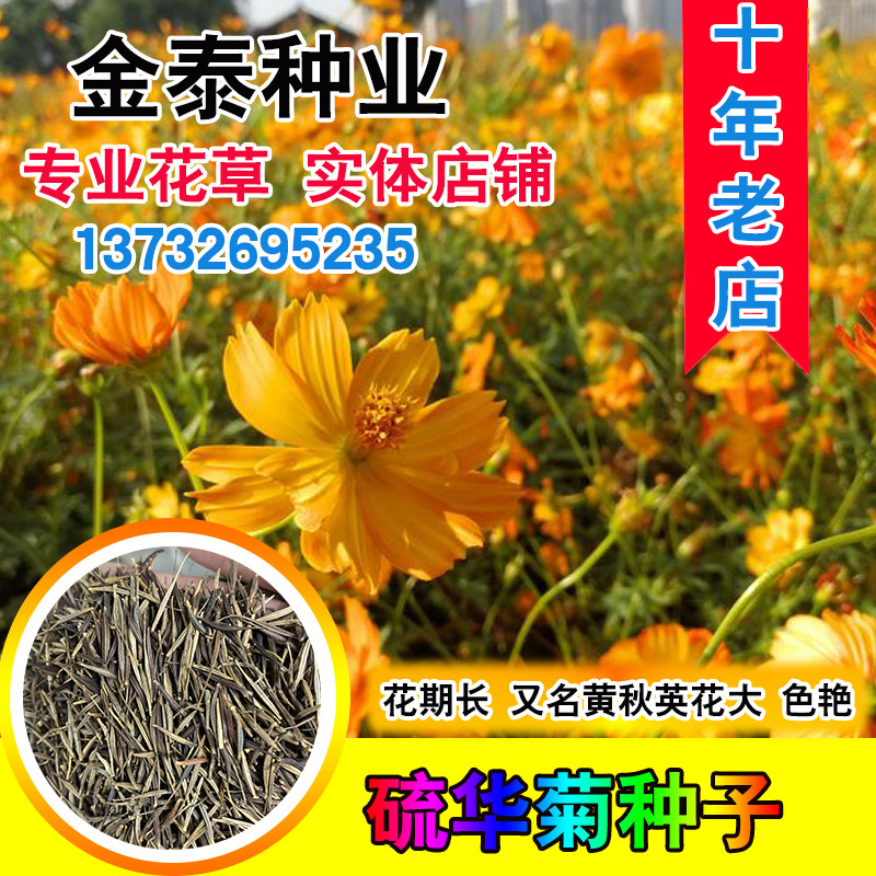 硫华菊种子黄格桑花黄波斯菊庭院景观绿化花海花卉草花硫化菊种子