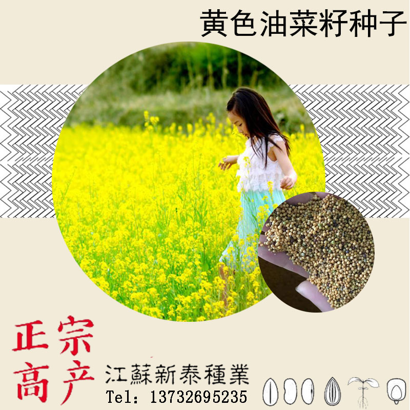 易种早熟夏季高产油菜籽