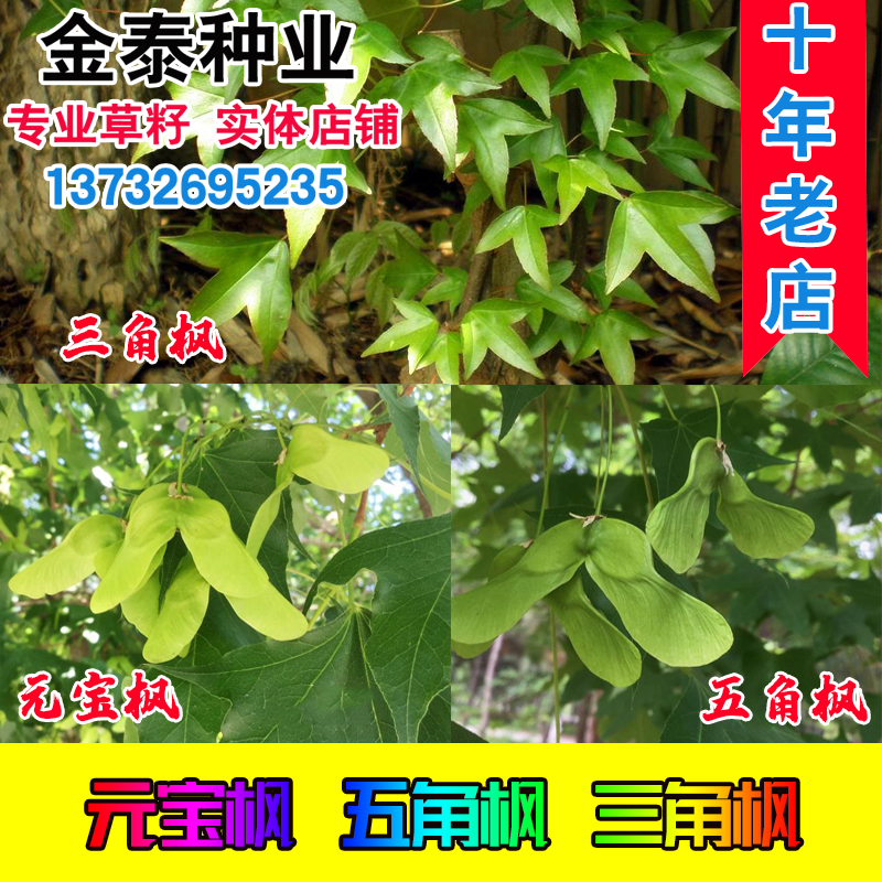 当年新采元宝树种子五角枫