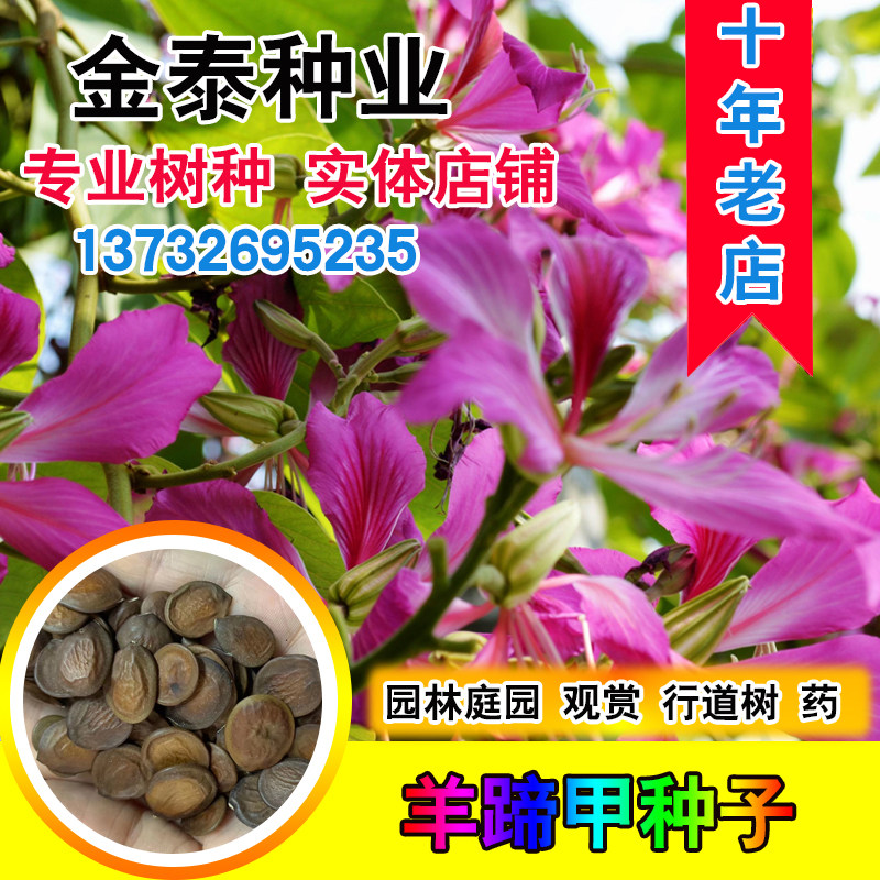 羊蹄甲种子红花洋蹄甲香港洋大花紫荆玲甲花园林庭园观赏药用种籽